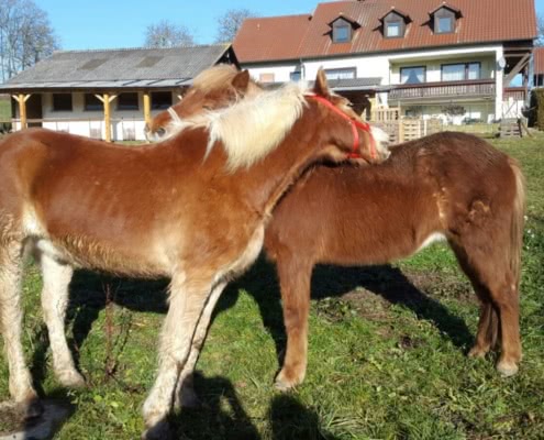 Ponys-Oberhaslach-1024x576