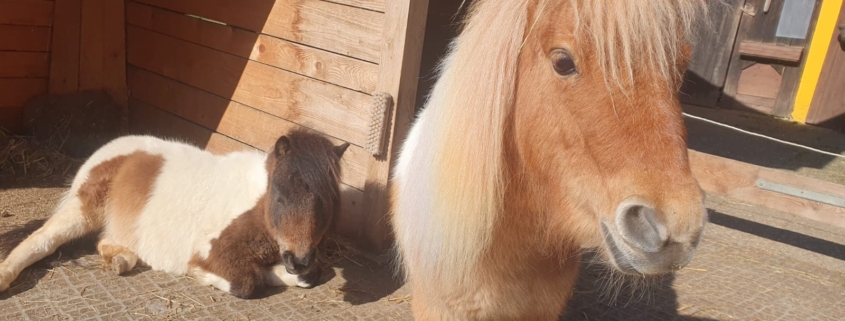 ponys